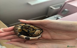 Python Snake reptiles for sale: Royal Python Hatchlings - Image 3