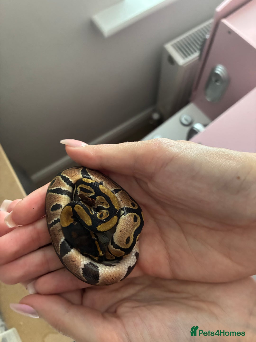 Python Snake reptiles for sale: Royal Python Hatchlings - Image 3