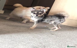 German Spitz dogs for sale: German spitz for sale  - Image 5