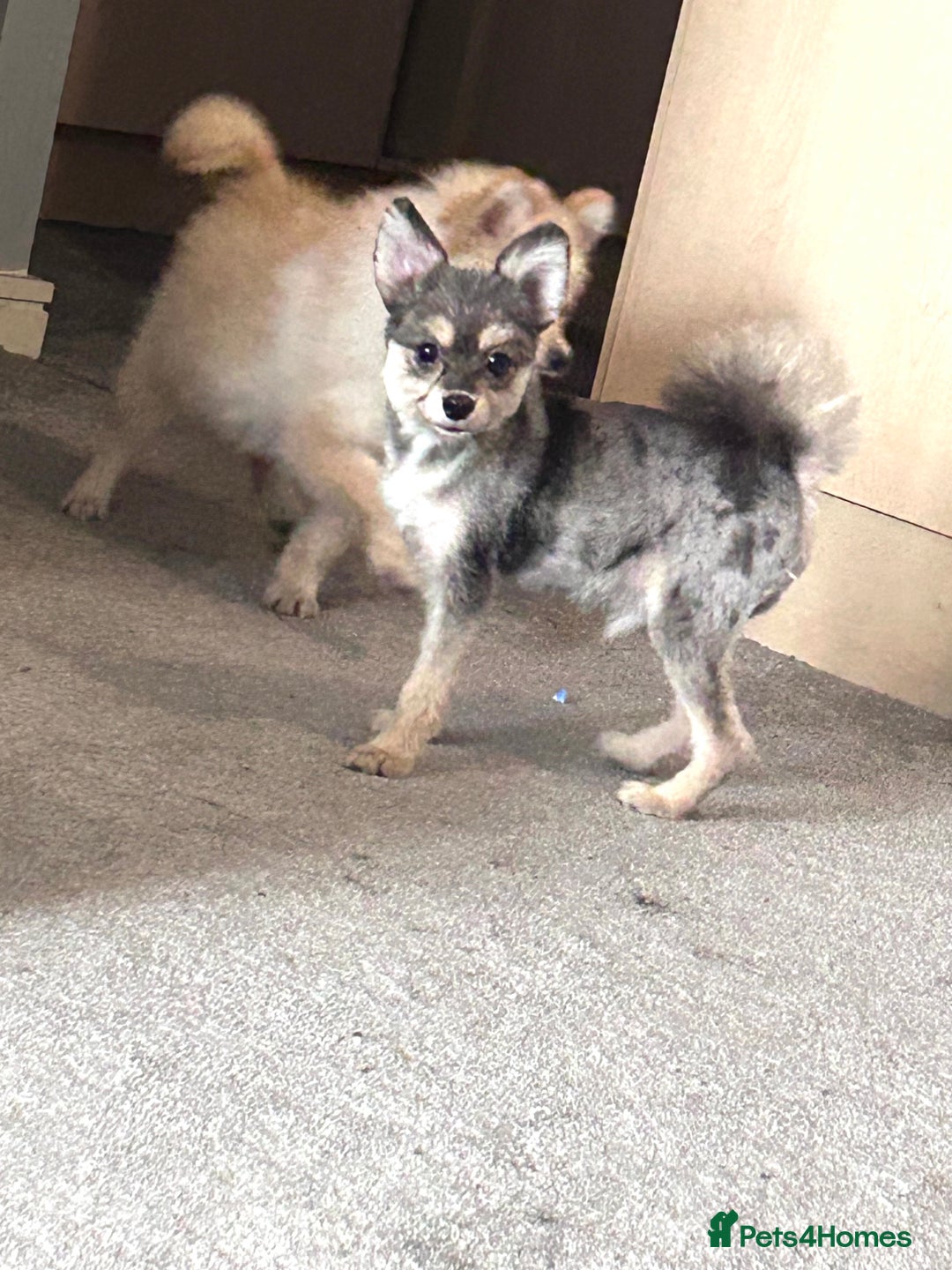 German Spitz dogs for sale: German spitz for sale  - Image 5
