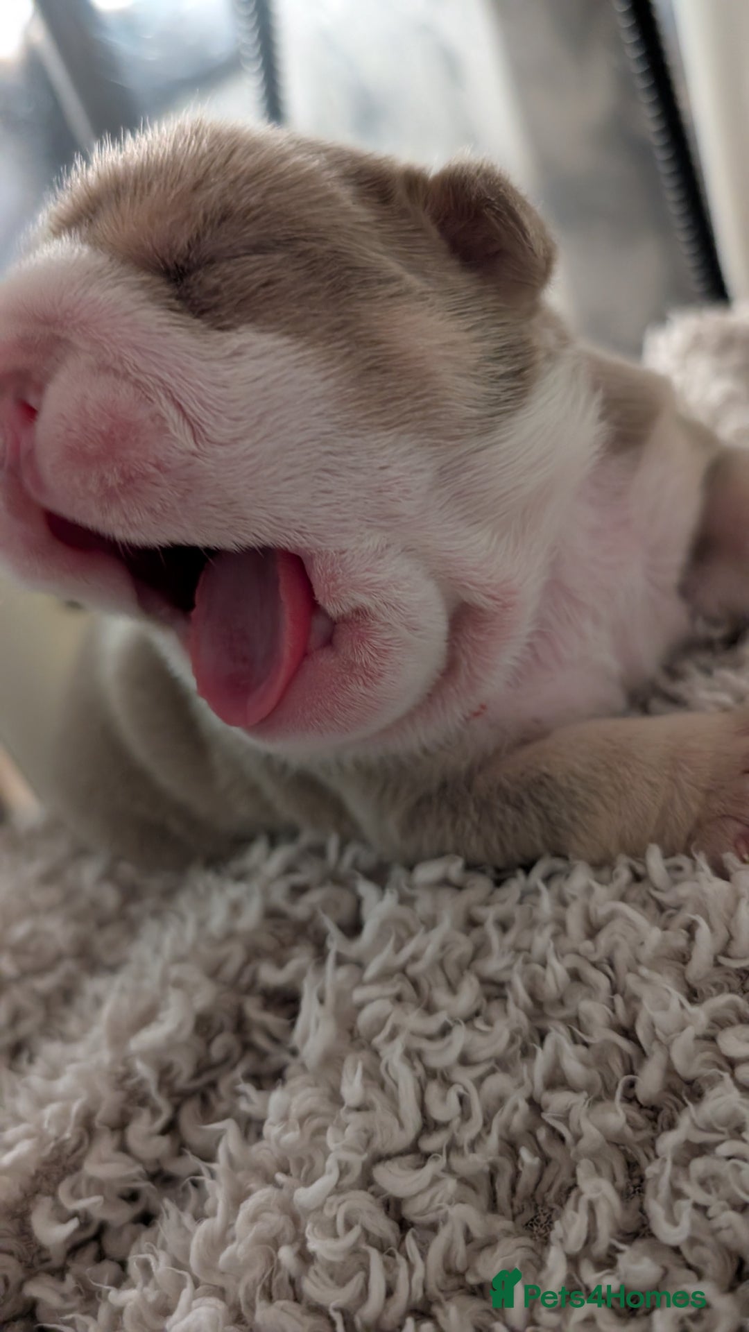 English Bulldog dogs for sale: Outstanding English bulldog puppies  - Advert 11