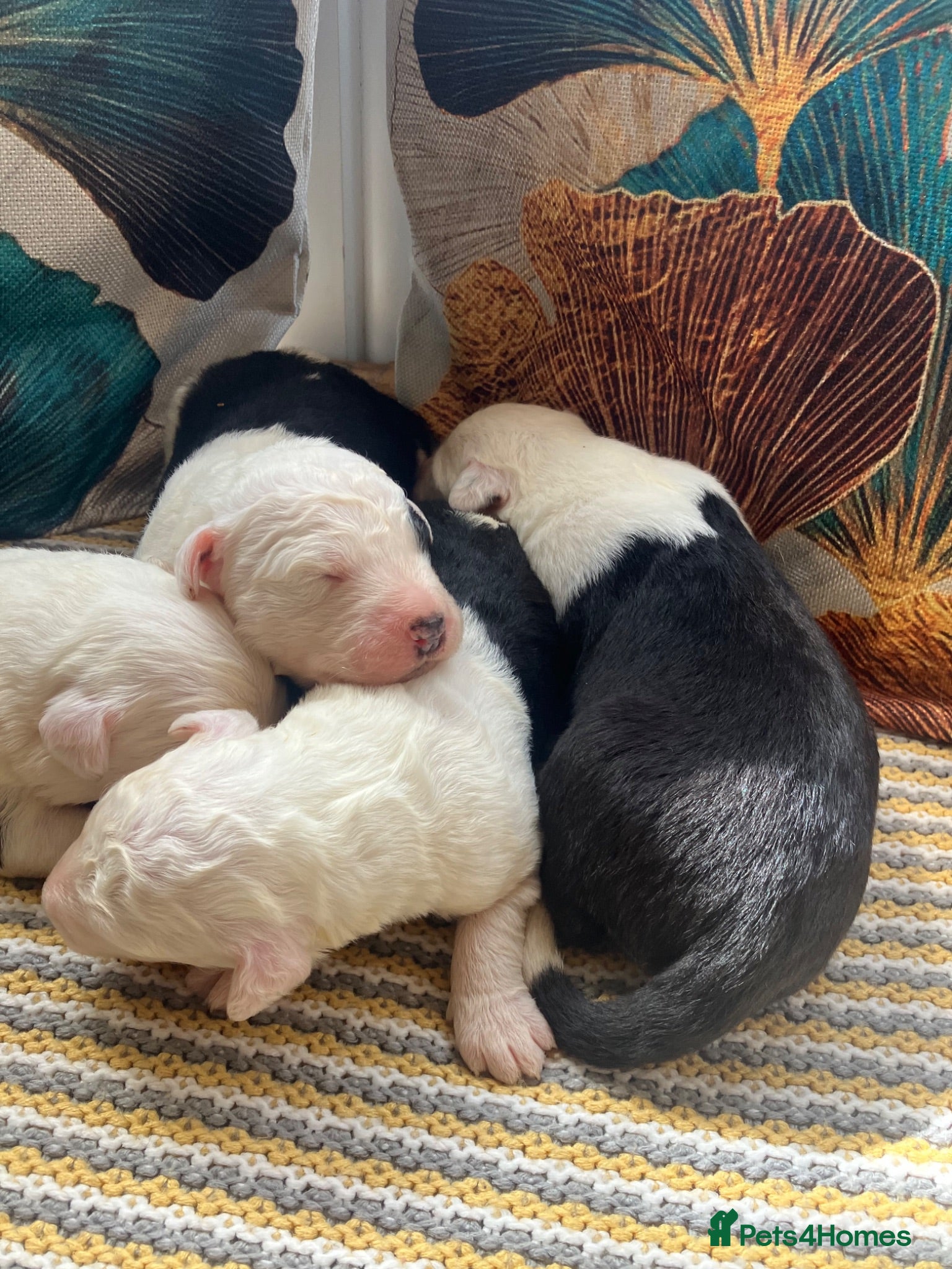 Old English Sheepdog dogs Kc Registered Old English Sheepdogs  - Advert 5
