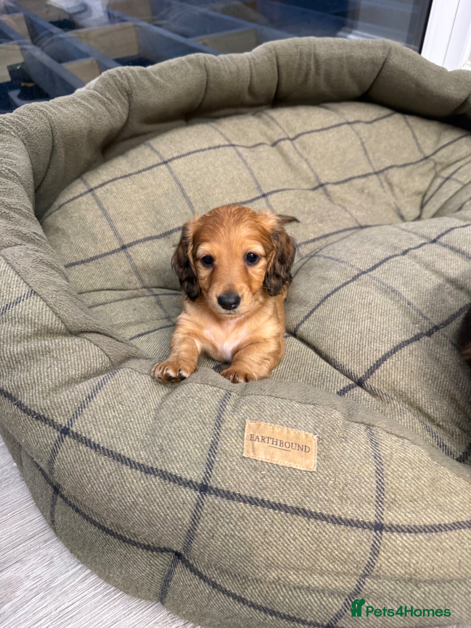 Miniature Dachshund dogs Gorgeous litter of longhair miniature dachshunds - Advert 8
