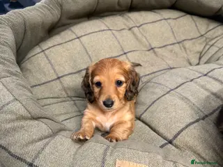 Miniature Dachshund dogs Gorgeous litter of longhair miniature dachshunds - Advert 8