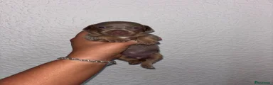 Chiweenie 4