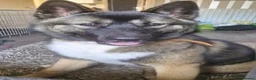 Mixed Breed dogs for sale: akita german shepherd husky cross for rehousing in Birmingham - Advert 4