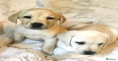 Labrador Retriever dogs - Advert 2