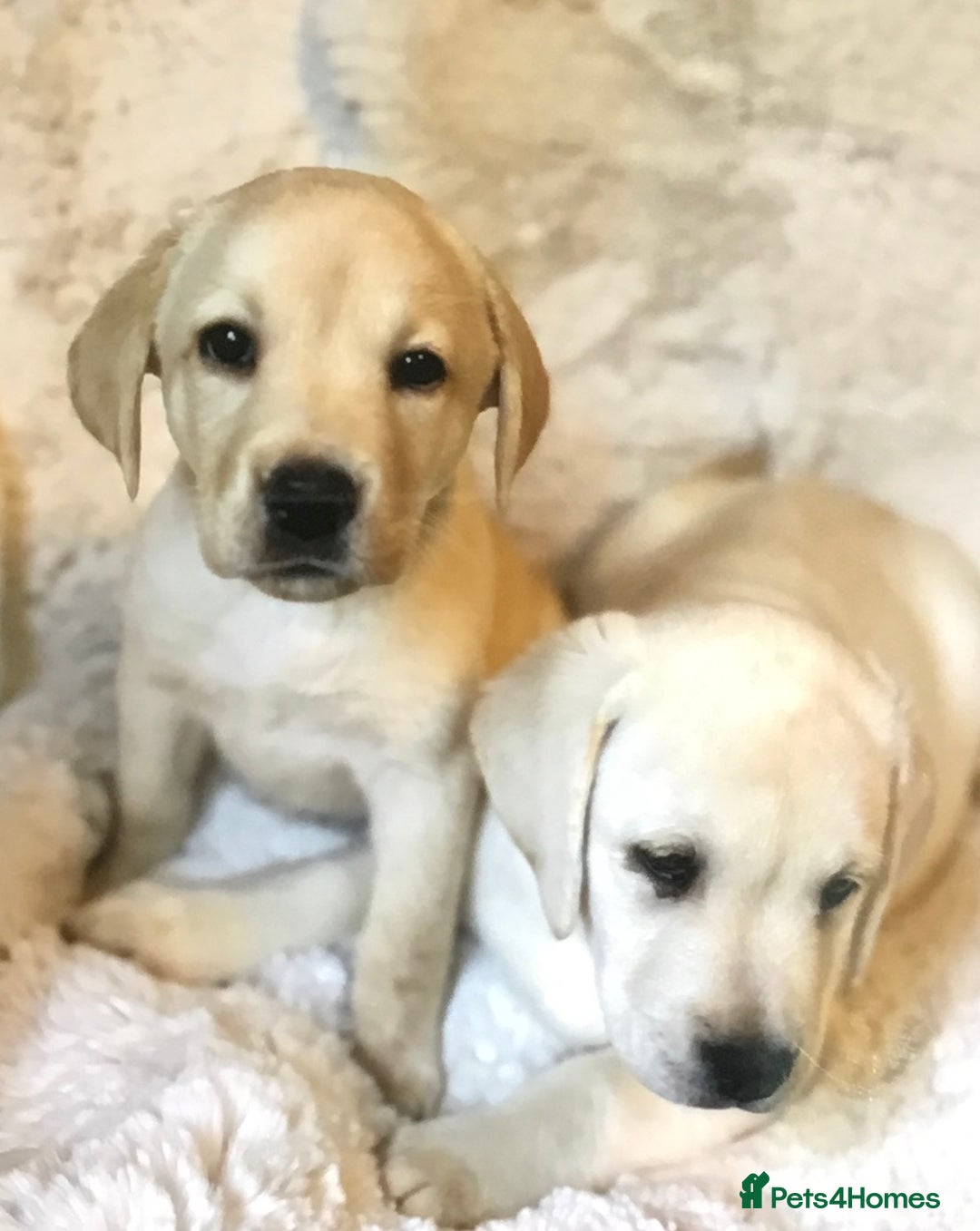 Labrador Retriever dogs for sale: Golden Labrador pups Ready Now - Image 3
