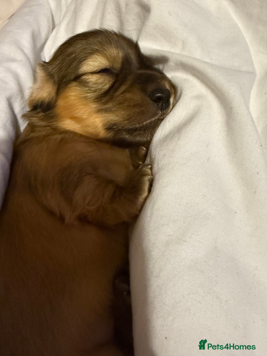 Miniature Dachshund dogs for sale: Four beautiful miniature dachshund  - Advert 11