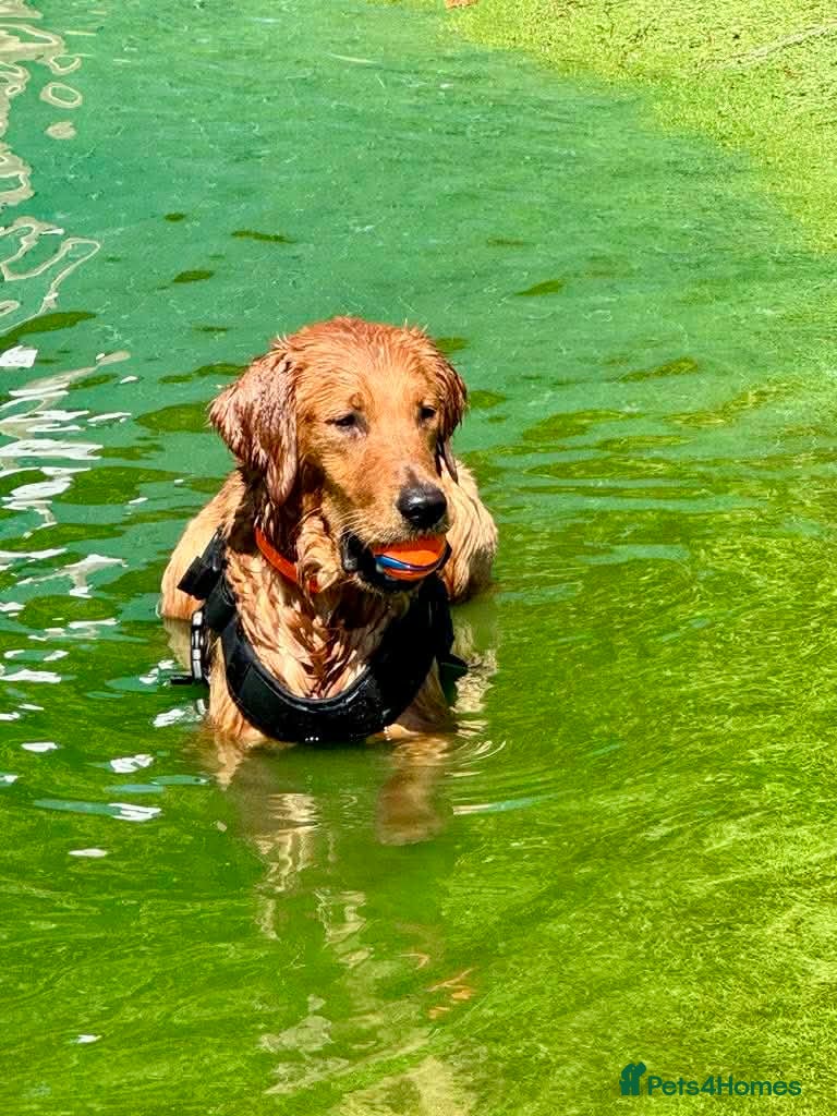 Golden Retriever dogs Buzz – Proven Golden Retriever Stud - Advert 1