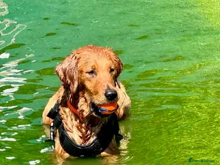 Golden Retriever dogs Buzz – Proven Golden Retriever Stud - Advert 1