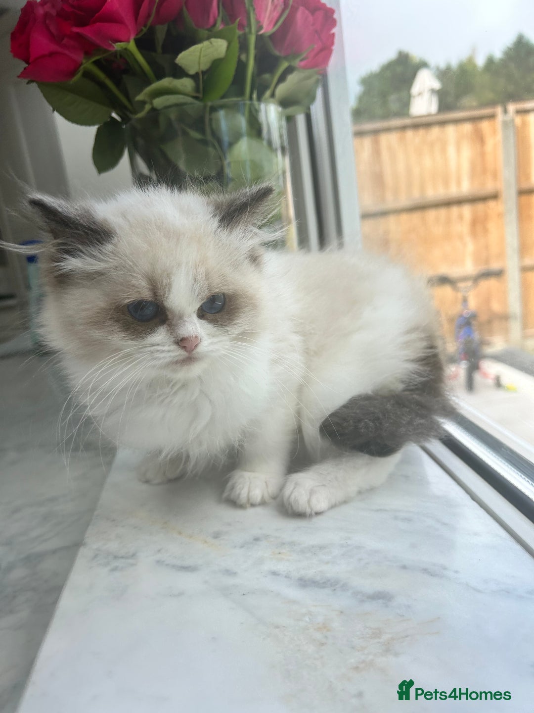 Ragdoll cats for sale: Chunky Kittens Available  - Image 8