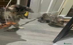 Mixed Breed cats for sale: 4 stunning tabby kittens - Image 7