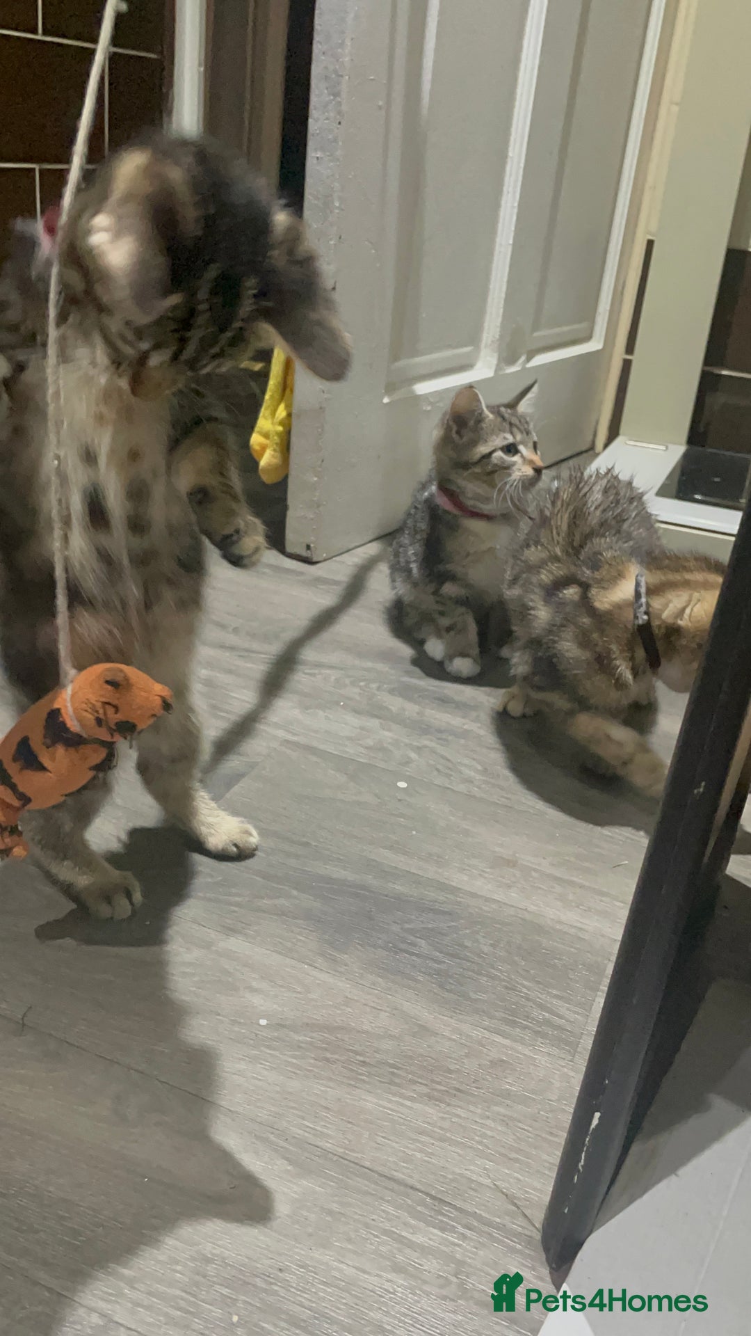 Mixed Breed cats for sale: 4 stunning tabby kittens - Image 7