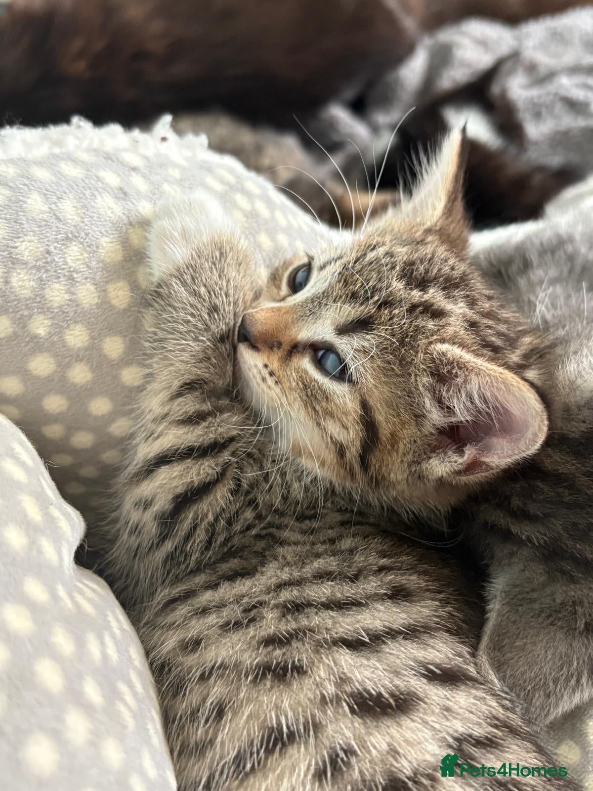 Mixed Breed cats for sale: Kittens Ready Now - Advert 8