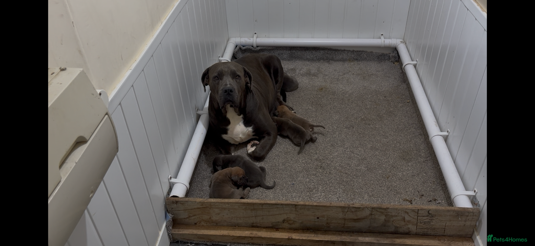 Boerboel dogs for sale: EXCEPTIONAL NABBR REGISTERED PUPPIES!  - Image 31