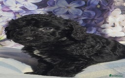Cockapoo dogs for sale: sable & phantom & tri colour cockapoo puppies  - Image 24