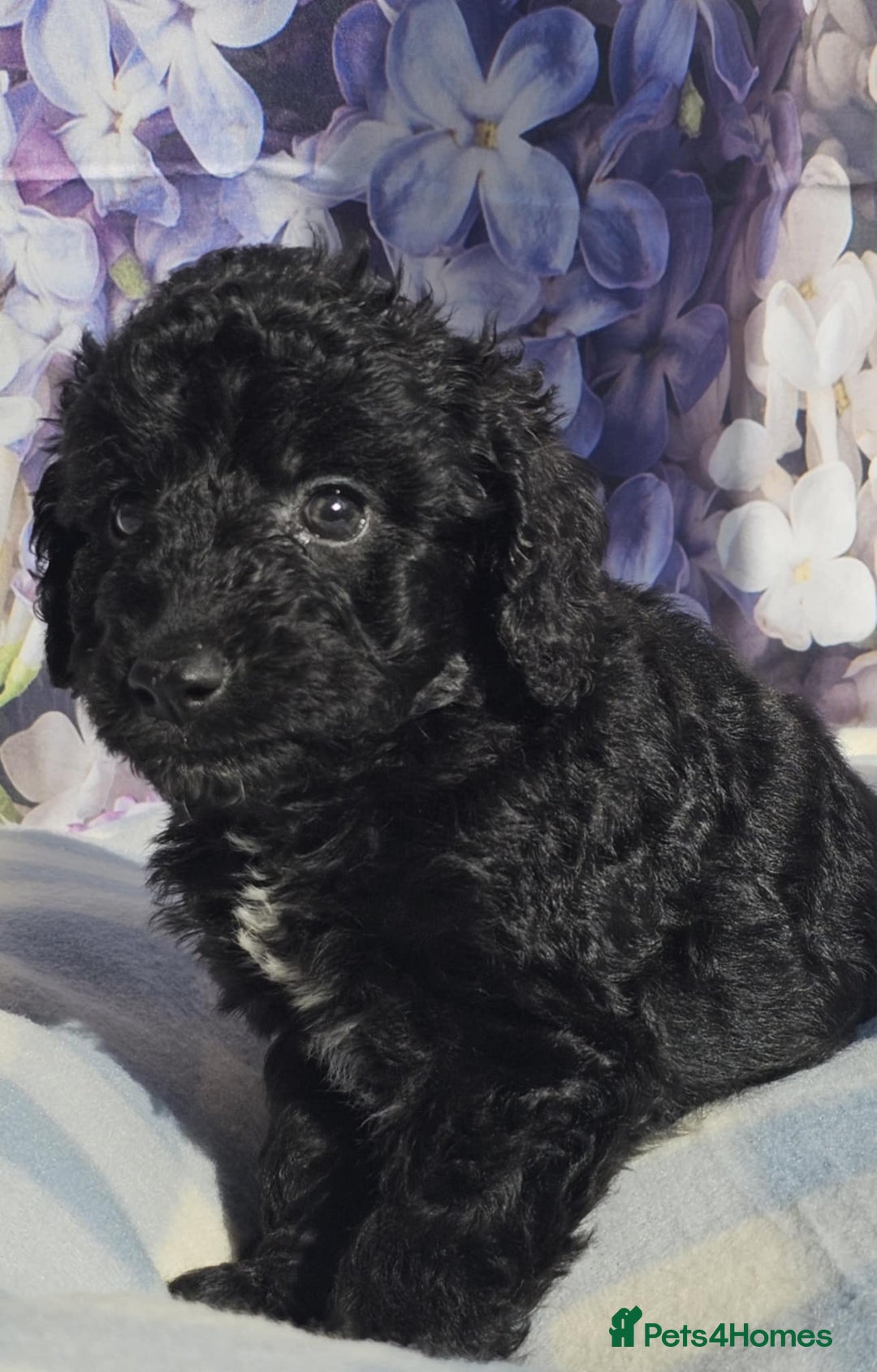 Cockapoo dogs for sale: sable & phantom & tri colour cockapoo puppies  - Image 24