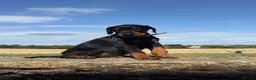 Dobermann dogs for sale: Beautiful, Healthy Doberman Puppies  - Advert 26