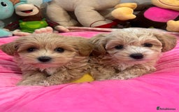 Maltipoo dogs for sale: 🩷Maltipoo F1 Babies🩵 - Image 1