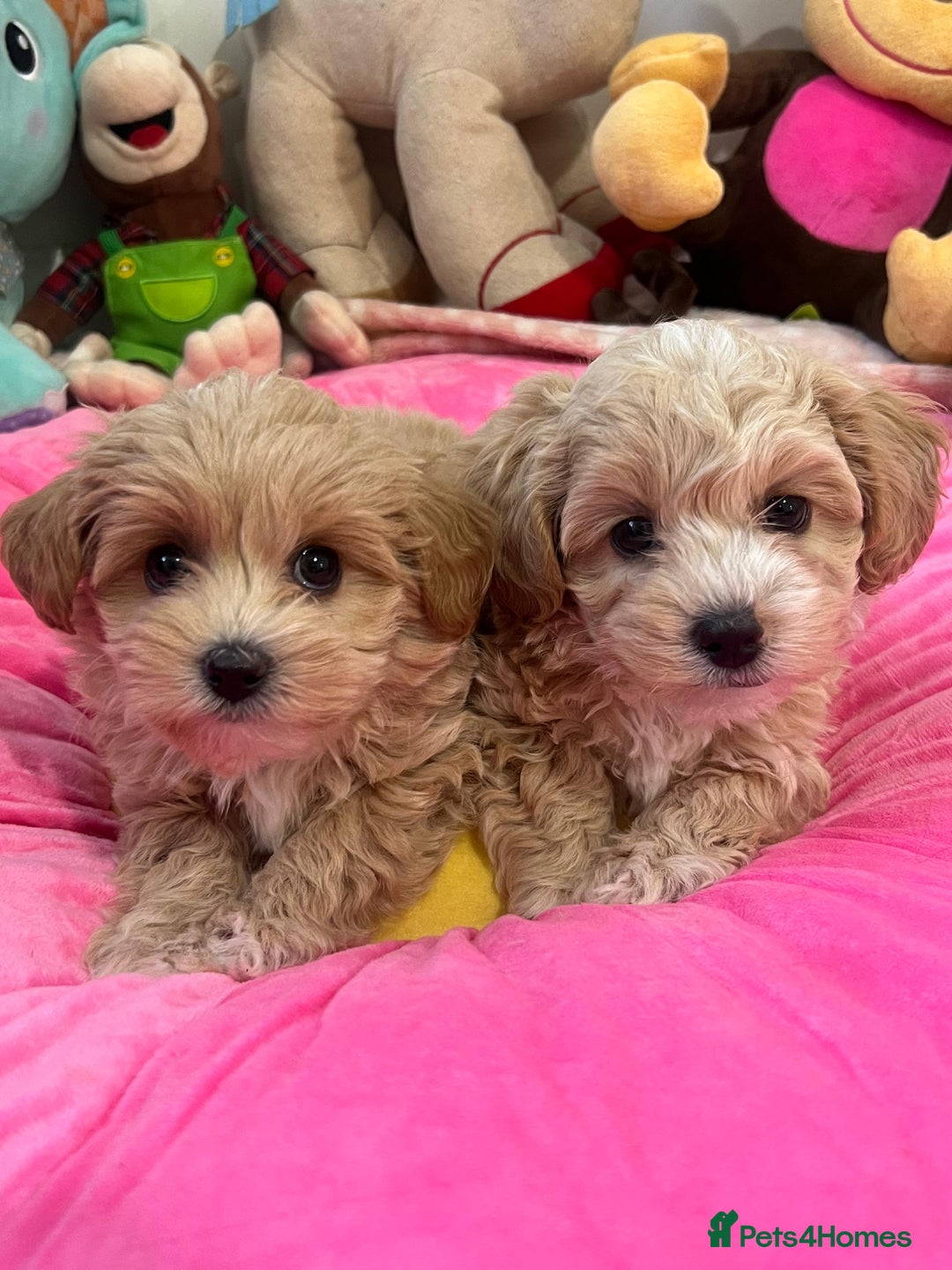 Maltipoo dogs for sale: 🩷Maltipoo F1 Babies🩵 - Image 1