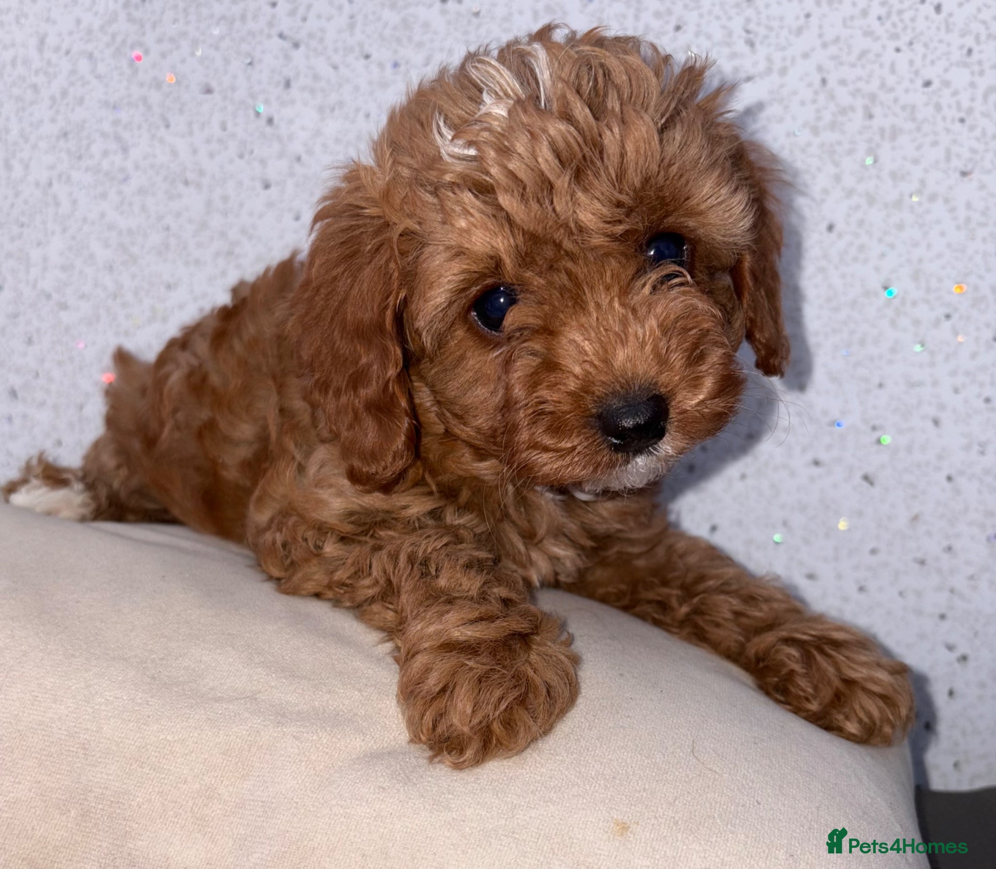 Cavapoo dogs extensively health tested toy cavapoo Girl puppy - Advert 4