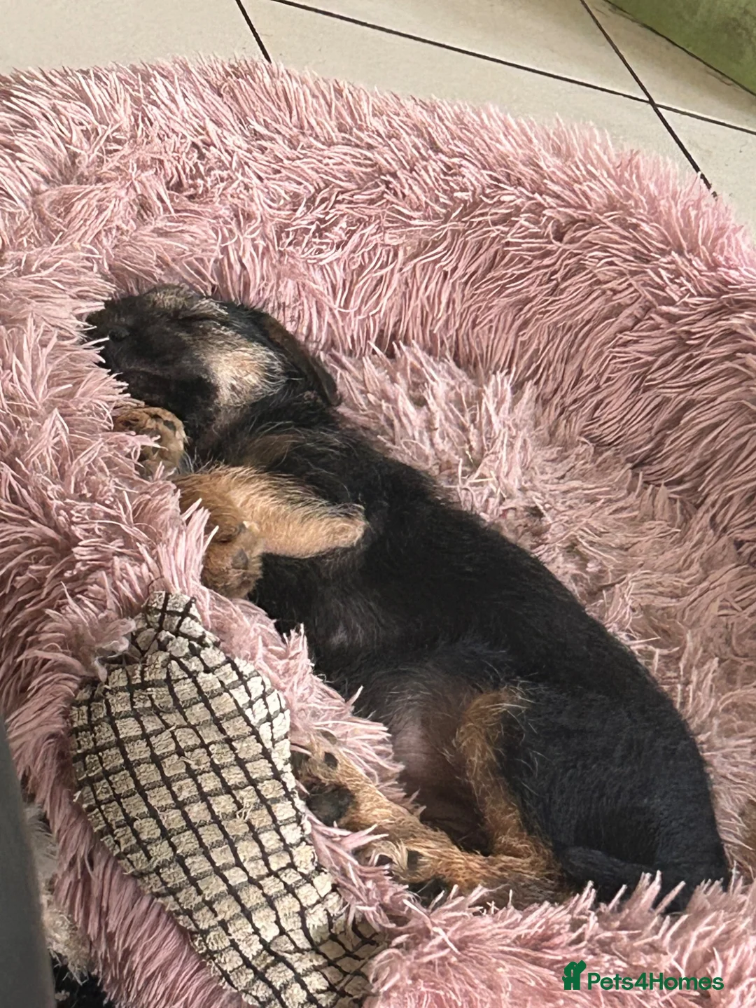 Border Terrier dogs for sale: Border terrier bitch pup  - Advert 2