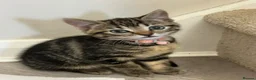 Mixed Breed cats for sale: 3 Gorgeous Kittens Looking for Their Forever Homes - Advert 7
