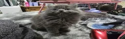 Persian cats for sale: Gorgeous Persian x Kittens Ready now  - Advert 22