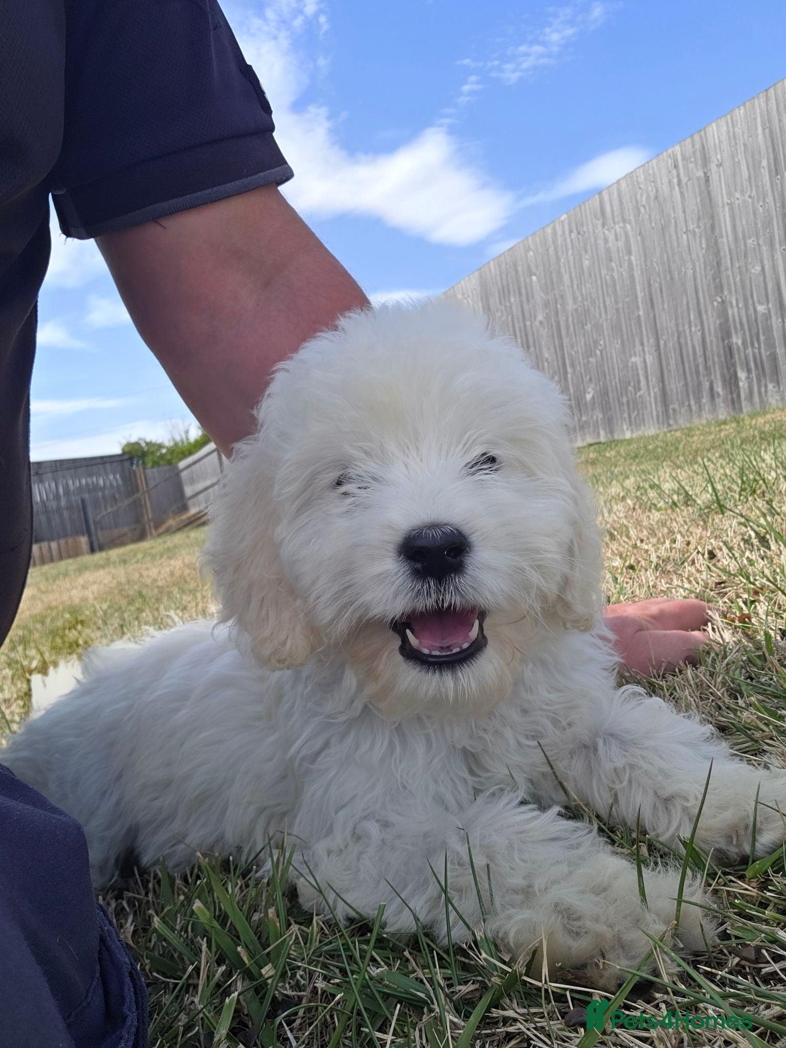 Goldendoodle dogs f1 goldendoodle puppies READY NOW  - Advert 1