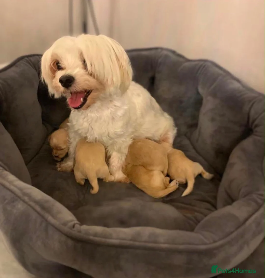 Maltipoo dogs for sale: 🐾Maltipoo puppy’s 🐾  - Advert 1