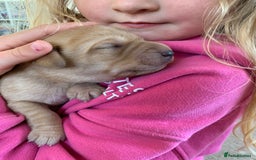 Labrador Retriever dogs for sale: Beautiful KC reg Labrador puppies - Image 9