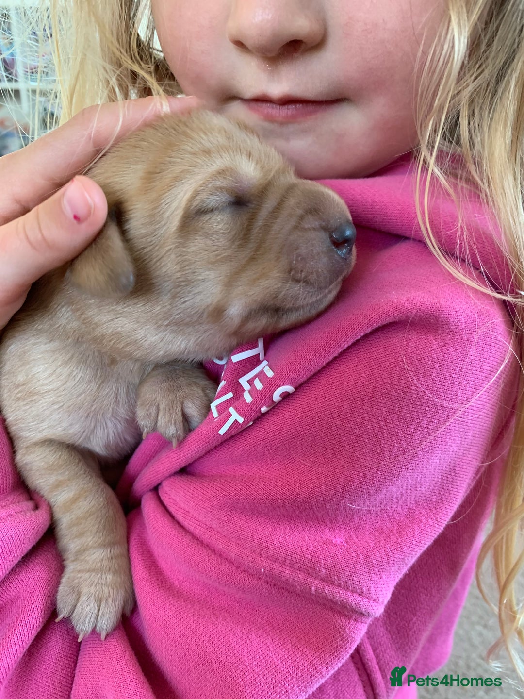 Labrador Retriever dogs for sale: Beautiful KC reg Labrador puppies - Image 9