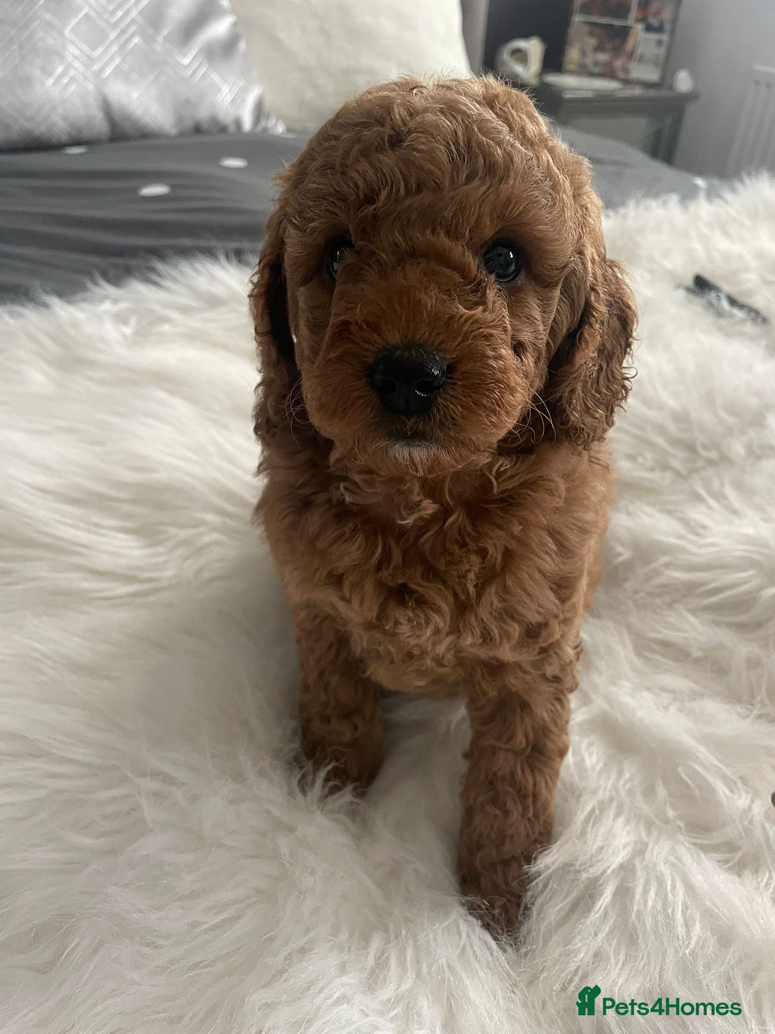Cockapoo dogs One cockapoo girl available  - Advert 1