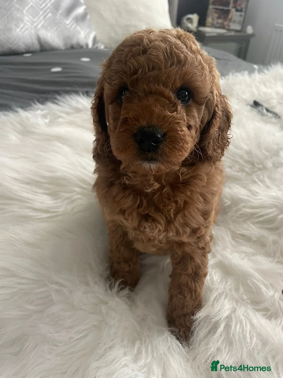 Cockapoo dogs for sale: One cockapoo girl available  - Advert 1