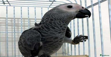 Parrots birds - Advert 3