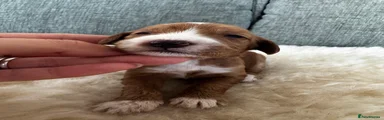 Cockapoo 7