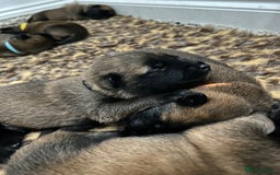 Belgian Shepherd Dog dogs for sale: Belgian Malinois puppies  - Image 10