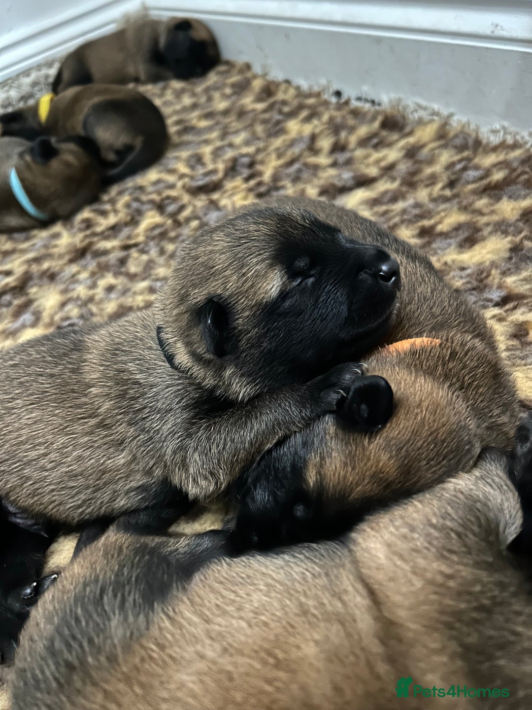 Belgian Shepherd Dog dogs for sale: Belgian Malinois puppies  - Image 10