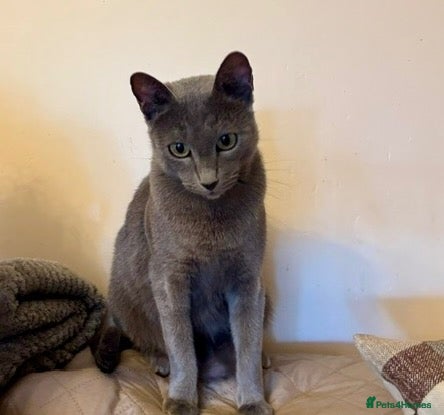 Russian Blue cats Gorgeous Russian Blue kitten - Advert 9