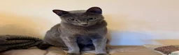 Russian Blue cats for sale: Gorgeous Russian Blue kitten in London - Advert 3