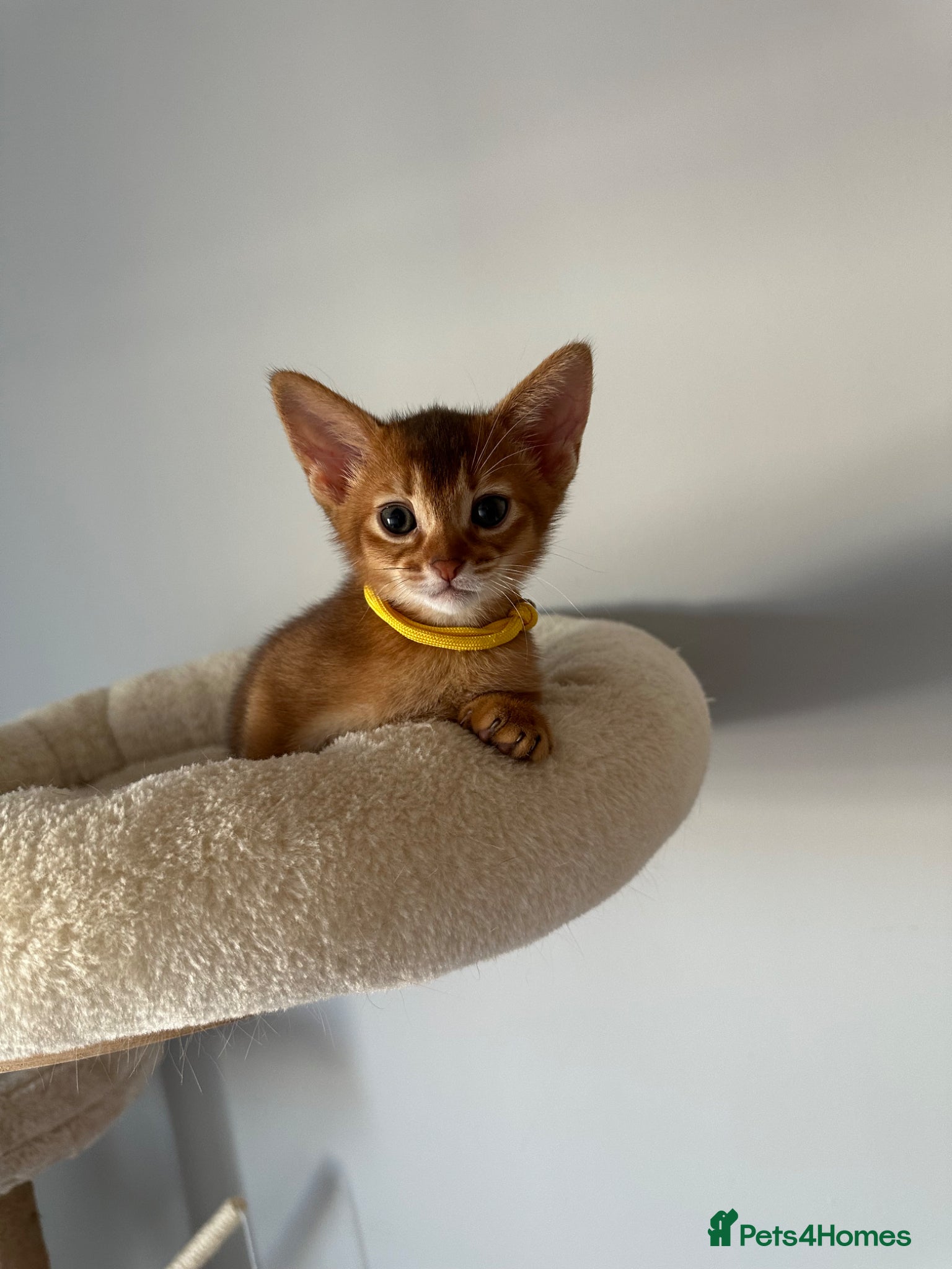 Abyssinian cats for sale: Abyssinian kittens  - Advert 20
