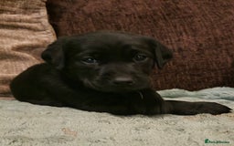 Labrador Retriever dogs for sale: KC Reg Fully Health Tested Black Labrador Puppies - Image 17
