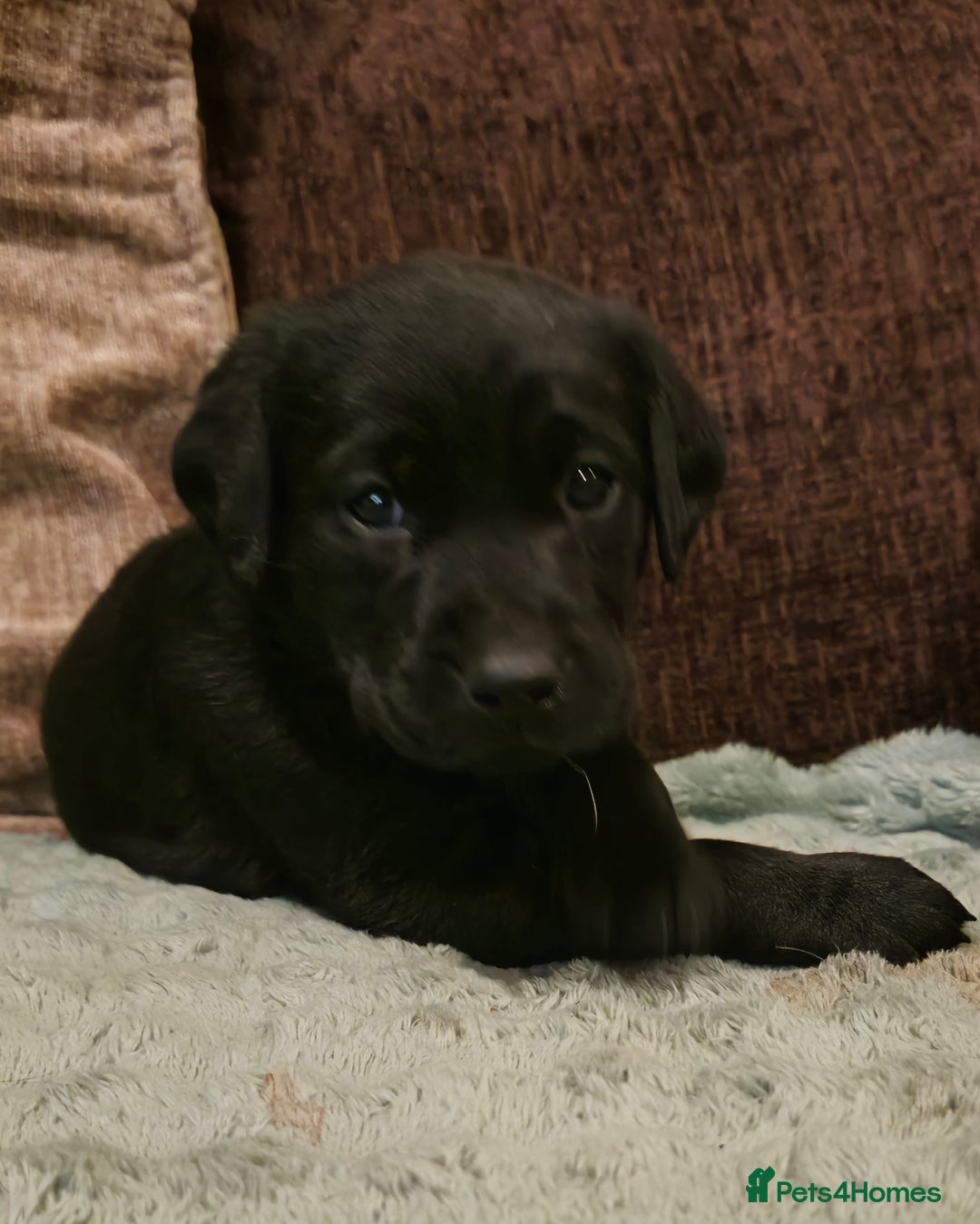Labrador Retriever dogs for sale: KC Reg Fully Health Tested Black Labrador Puppies - Image 17