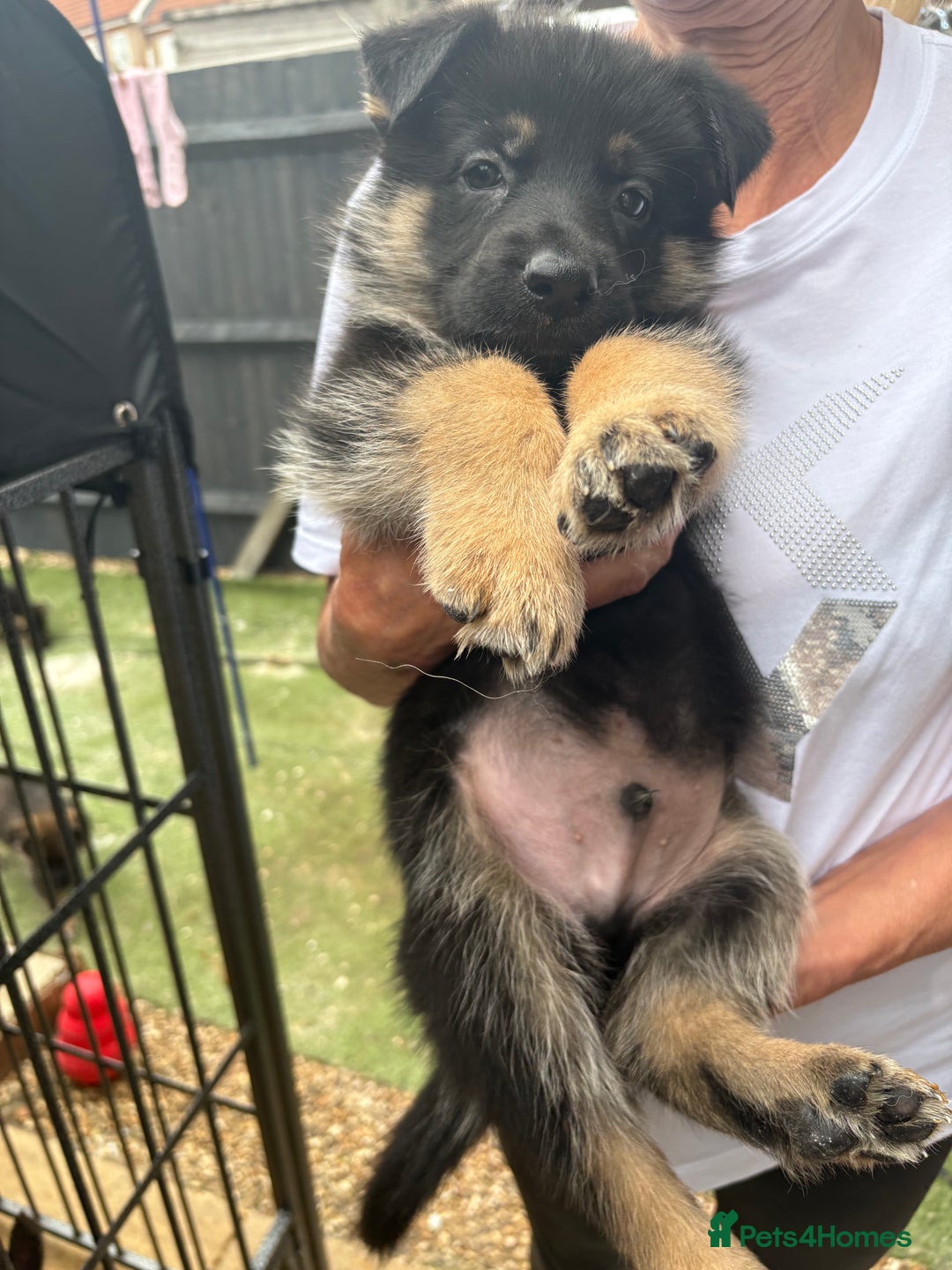German Shepherd dogs for sale: German Shepard puppies  - Image 9