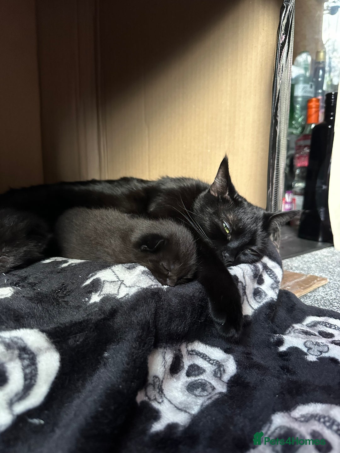 Maine Coon cats for sale: Maine Coon Kittens  - Advert 8