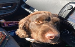 Sprocker dogs for sale: Male Chocolate  Sprocker Spaniel  - Image 6