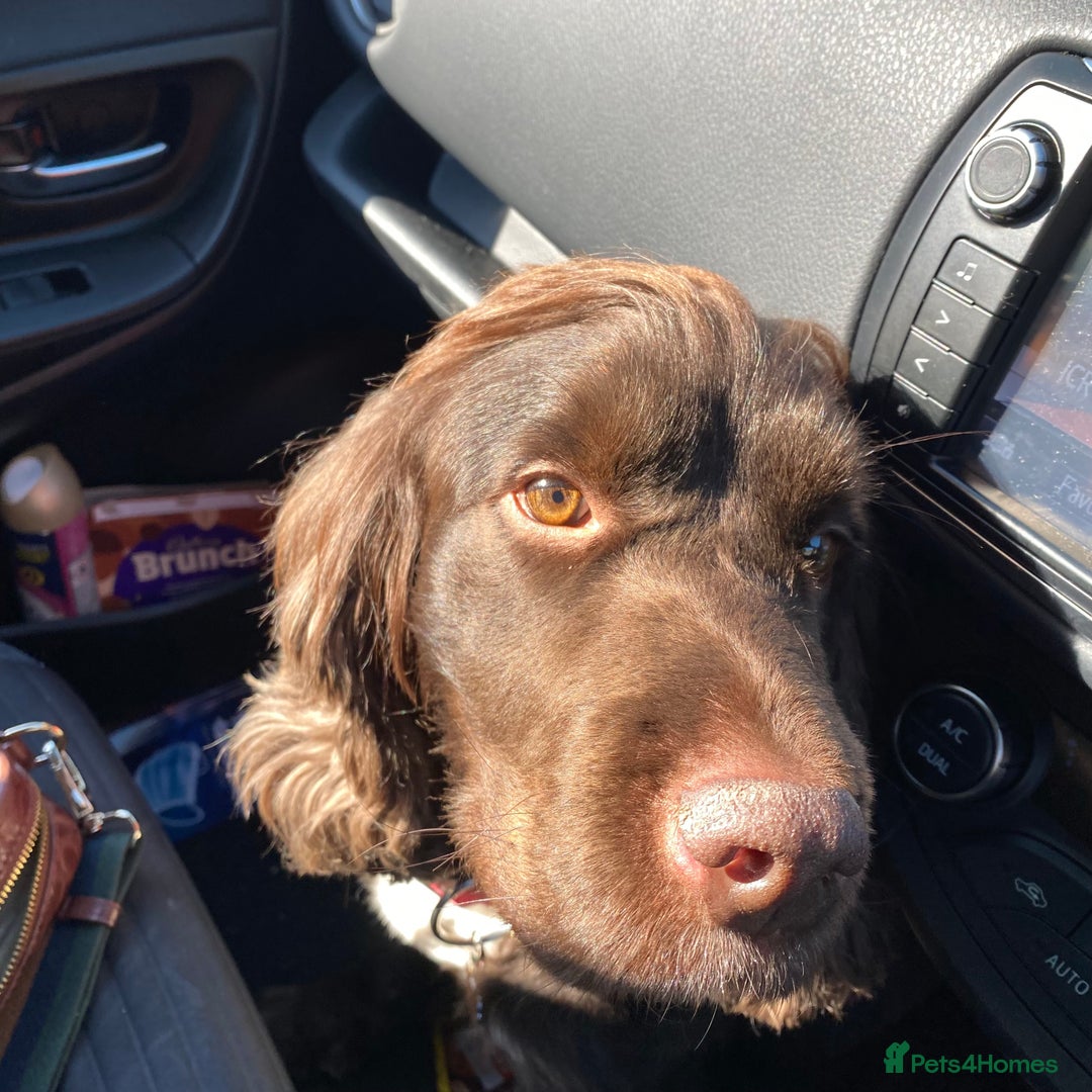 Sprocker dogs for sale: Male Chocolate  Sprocker Spaniel  - Image 6