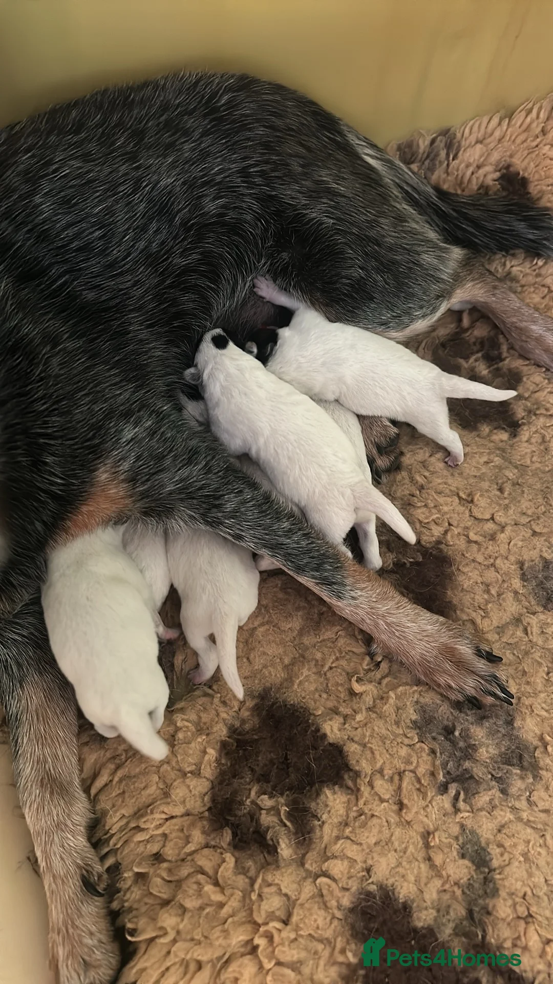 Australian Cattle Dog dogs for sale: 4 male Australian cattle dogs in Marlborough - Advert 12