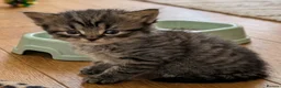 Mixed Breed cats for sale: ✨Fluffy Kittens Looking for Their Forever Homes✨ in Nottingham - Advert 3
